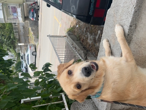 🐾 Leo’ya ömürlük yuva aranıyor 🐾 fotoğraf