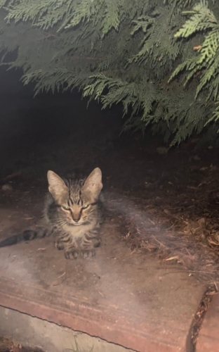 Soğuğa dayanamayacak acil fotoğraf