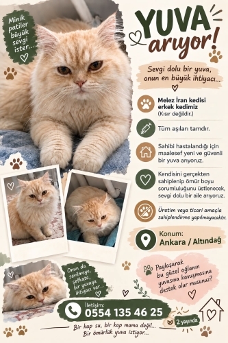 Acil Ankara ücretsiz sahiplendırme fotoğraf