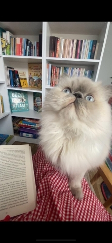 Tatlı,sevgi dolu kızımızı sahiplendirmek istiyoruz. fotoğraf