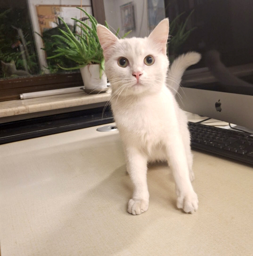 0534 216 08 72 İSTANBUL/ BRITISH SHORTHAIR CİNSİ İLK AŞILI 3 AYLIK KIZIM PRENSES fotoğraf