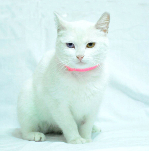 CASPER/ VAN KEDİSİ KISIR, KARMA AŞILI OĞLUM CASPER YUVA ARIYOR fotoğraf