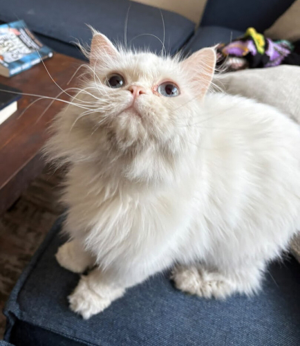 İRAN KEDİSİ İÇ DIŞ PARAZİT AŞILI, KISIR, 1 YAŞ KIZIM İNCİ fotoğraf