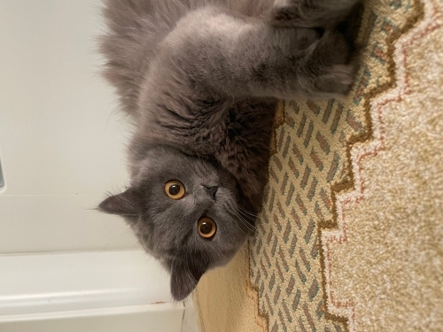05348348892 uysal sevimli bir kedi dost canlısı fotoğraf