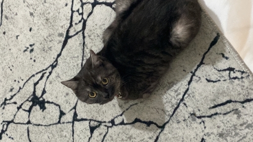 sevecen sakin evde olmadığımız için canı sıkılıyor fotoğraf
