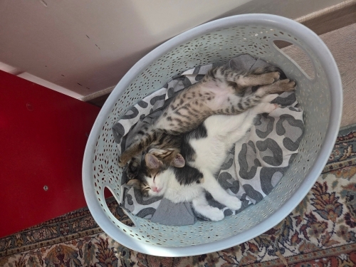 2 kardeş kedi anneleri yok. Birisi erkek diğeri dişi fotoğraf