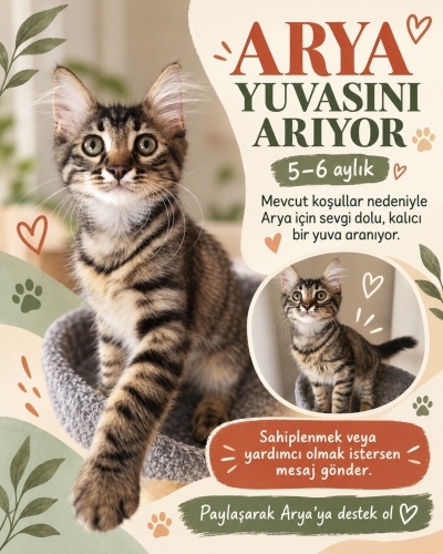Yavru 4-5 aylık dişi kedi yuvaya ihtiyacı var fotoğraf