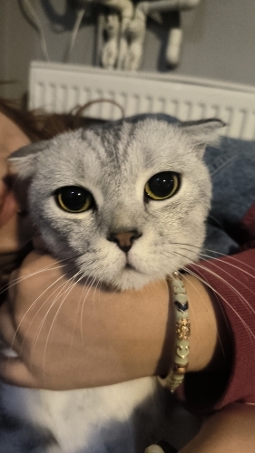 Tatlımı Tatlı Sarsoo fotoğraf