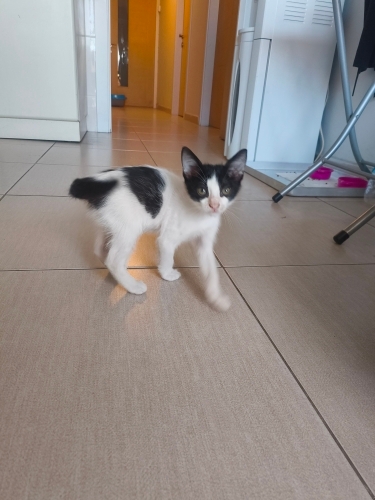 Çok zeki ve cana yakın bir küçük hanım fotoğraf