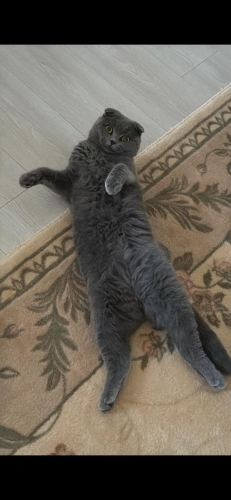 Uysal sevecen 2 yaşında kısırlaştırılmış scootish kedi fotoğraf