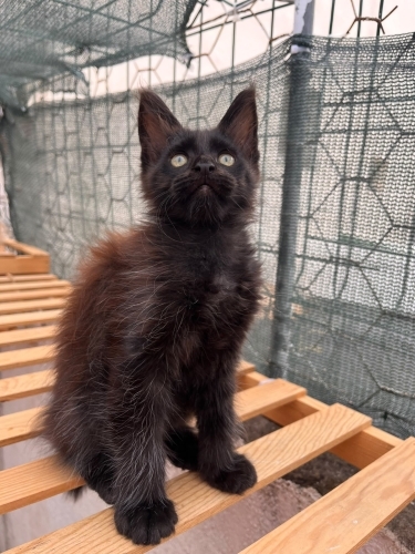 Maine coon; Görkemli görünüm, tatlı karakter fotoğraf
