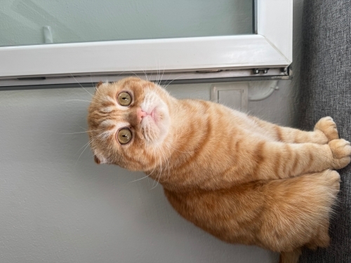 Oğlumuz uysal ve akıllı bir kedi fotoğraf
