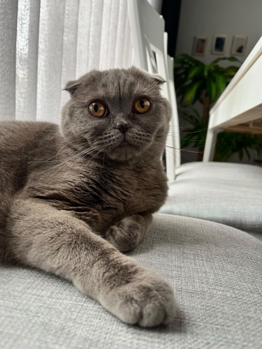 Scottish Fold Kısırlaştırılmış fotoğraf