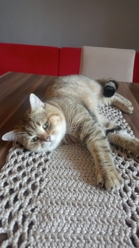 Badem yuva arıyor fotoğraf