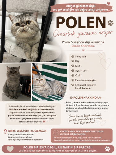 Dünya tatlısı kedimiz fotoğraf