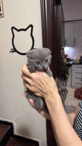 Dişi 1.5 aylık acil yuva arıyor fotoğraf