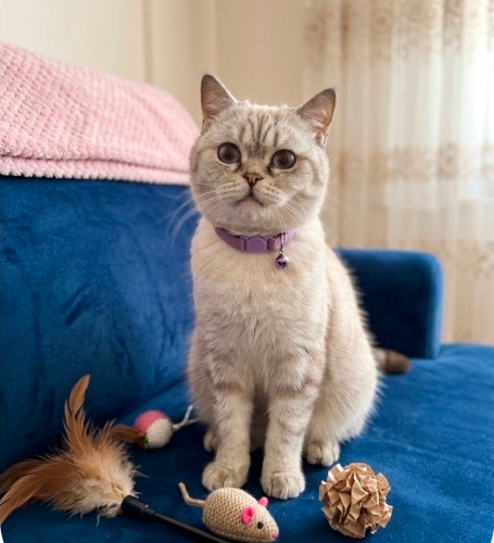 Pamuk Prens yuva arıyor(kısır) fotoğraf