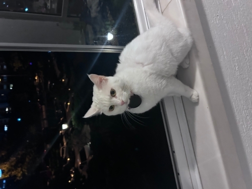Kar beyazı kızımız yuva arıyor fotoğraf