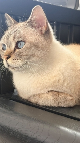 Paşaya sevgiye muhtaç bi kedi fotoğraf