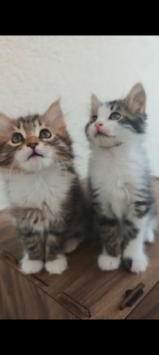 Kırma Minikler Daimi Yuvalarını Arıyorlar fotoğraf