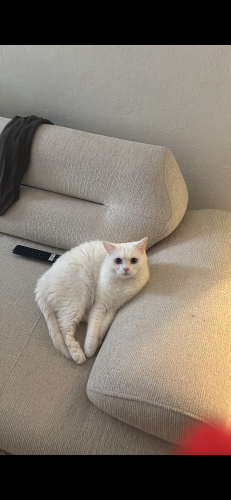 British shorthair oğlumuza yuva arıyoruz(Bursa) fotoğraf