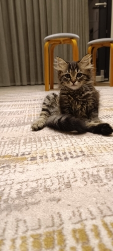 Oyuncu ve çok sevimli fotoğraf