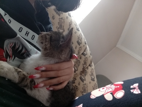 Kedi Turşucuk yuva arıyor fotoğraf