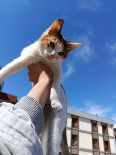 3 aylık calico kıza acil yuva arıyoruz fotoğraf