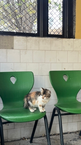 Insan canlisi sokak kedisi😔 fotoğraf