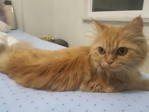 çok oyuncu havalı insan dostu fotoğraf