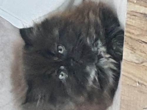 çok oyuncu havalı insan dostu fotoğraf