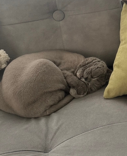 Bella Ömürlük Yuvasını Arıyor fotoğraf
