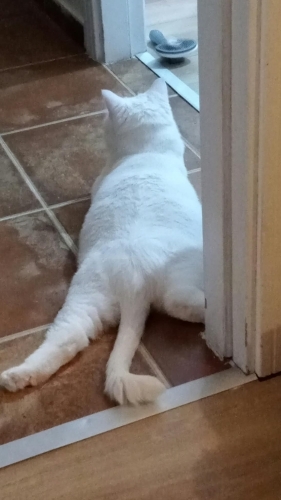 British Shorthair🤍 Sevgi dolu bir yuva arıyor fotoğraf
