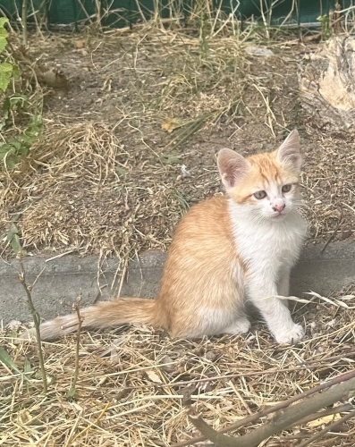 Sevgi dolu pati fotoğraf
