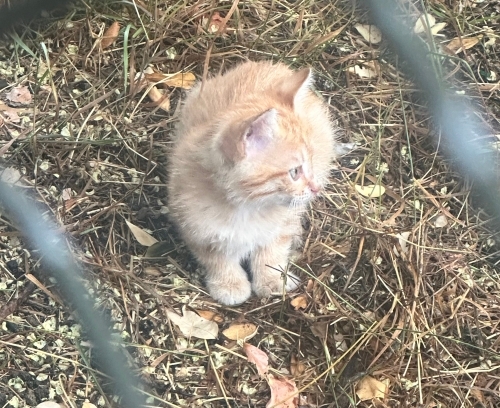Sevgi dolu bir Sarman fotoğraf