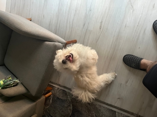 Oyun delisi, ilgi bağımlısı, sadık dost fotoğraf