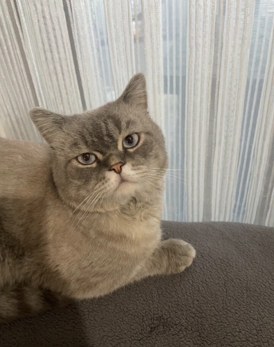 British shorthair 3 yaş civarı uysal maviş fotoğraf