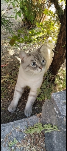 PAŞA YUVA ARIYOR ÜCRETSİZ fotoğraf