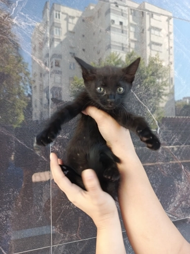 Minnacık yumuşacık harika bir bebek simsiyah 🧿 fotoğraf