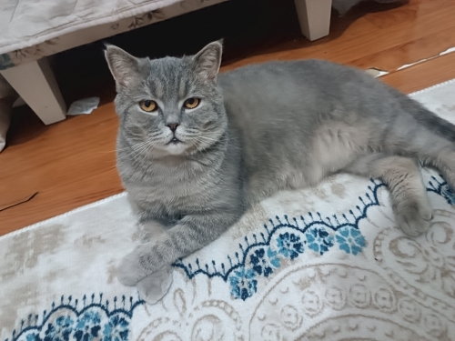Kısır yeni yuvasını arıyor fotoğraf