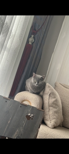 Boncuk yeni sahipler arıyor fotoğraf