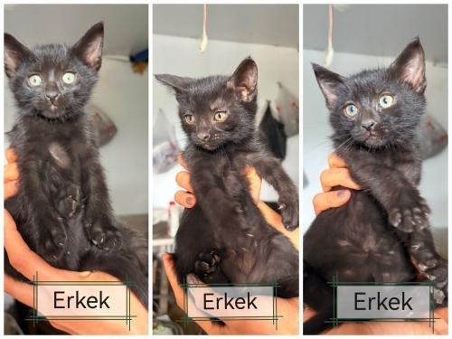 2 aylık erkek yavrularımıza yuva arıyoruz fotoğraf
