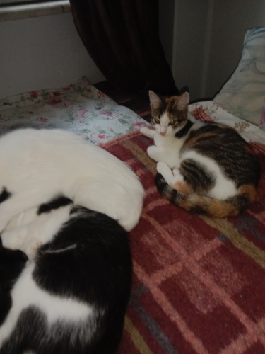 İki bakımlı sağlıklı kız kardeş tekir ve calico fotoğraf
