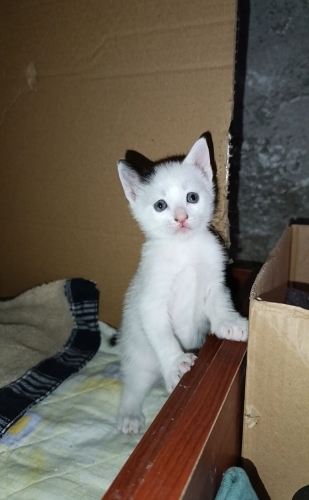 Sokakta Yaşayamazlar Acil Yuva fotoğraf