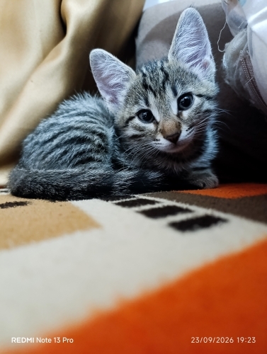 Kedimize acil yuva arıyoruz fotoğraf