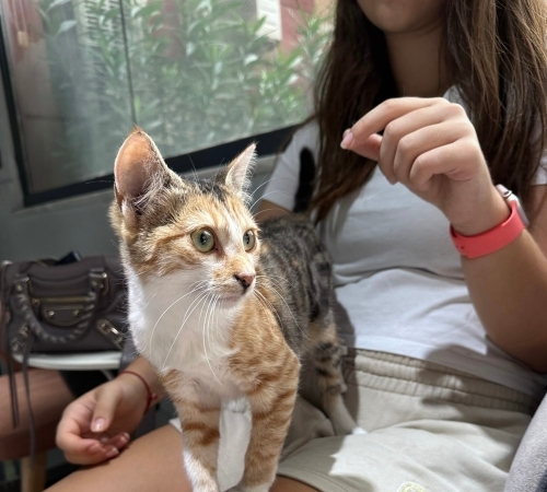 Miya aşıları yapıldı kısırlaştırıldı fotoğraf