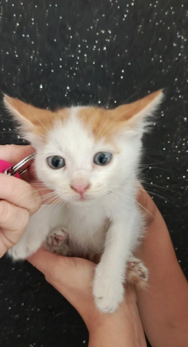 Masmavi gözlü beyazlı sarman bebek🧿🐱 fotoğraf