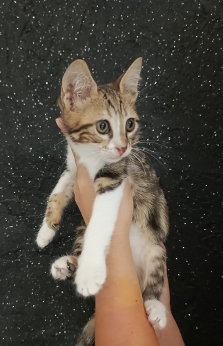 Çok sevecen yumuşacık mırıl mırıl uysal bir yavru🧿🐱 fotoğraf