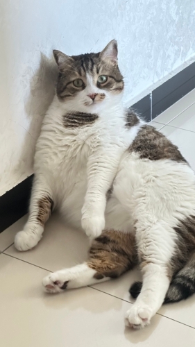 Uysal ev kedisi fotoğraf