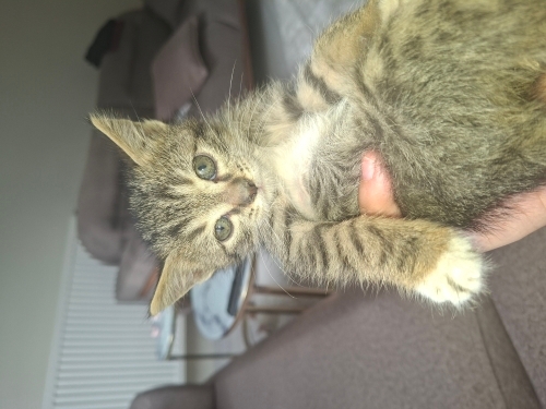 Bebek kedi miniş fotoğraf